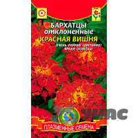 Бархатцы Красная вишня Плазма Ц