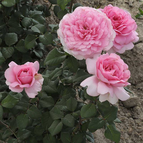 Роза шраб Элоди Госсюин Садовита