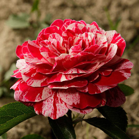 Роза чайно-гибридная ПапагеноСадовита