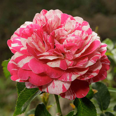 Роза чайно-гибридная ПапагеноСадовита