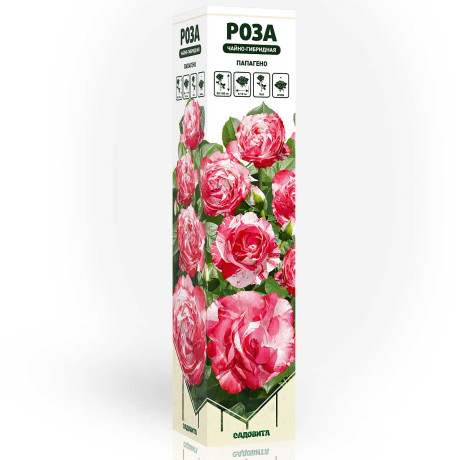 Роза чайно-гибридная ПапагеноСадовита