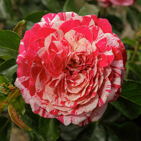 Роза чайно-гибридная ПапагеноСадовита