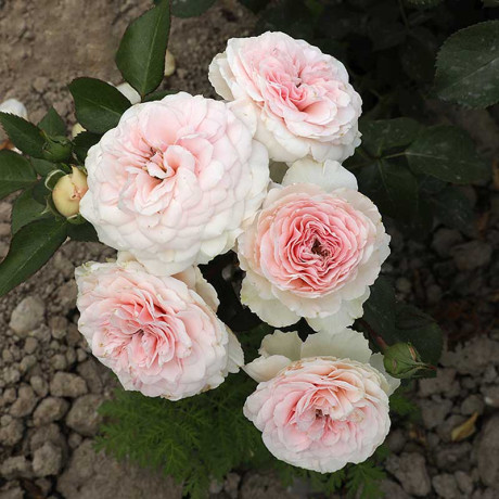 Роза флорибунда Мария Терезия Садовита