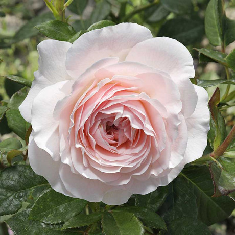 Роза флорибунда Мария Терезия Садовита