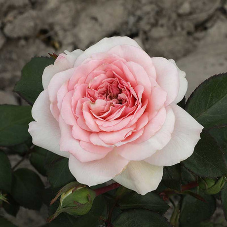 Роза флорибунда Мария Терезия Садовита