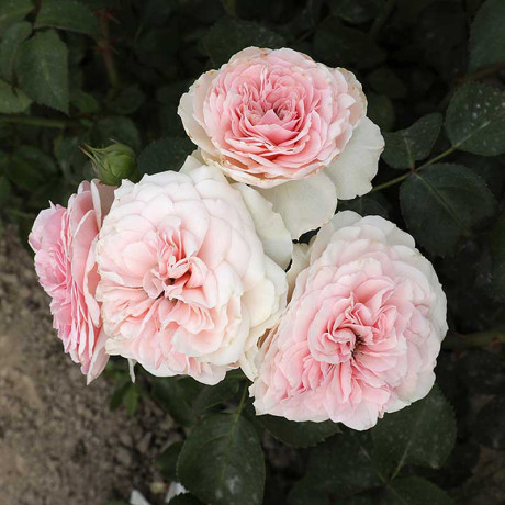 Роза флорибунда Мария Терезия Садовита