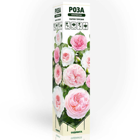 Роза флорибунда Мария Терезия Садовита