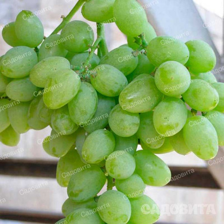 Виноград Элегант Сверхранний очень ранний Садовита