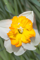 Нарцисс Париссьен 12/14 5 шт Садовита