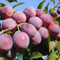 Алыча Найдена Садовита