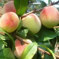 Персик Донецкий белый Садовита