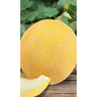 Дыня Золотистая 1гр Садовита Ц