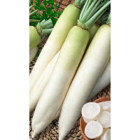 Дайкон Дубинушка 1гр Садовита Ц