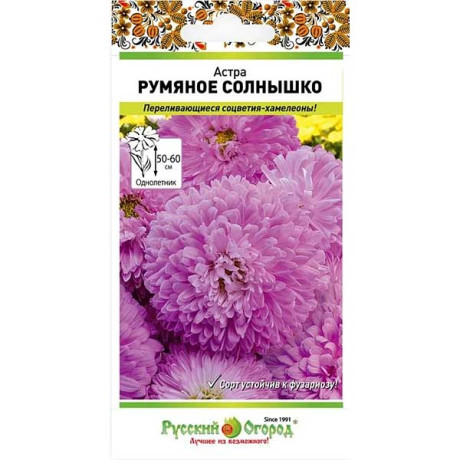 Астра Румяное солнышко НК
