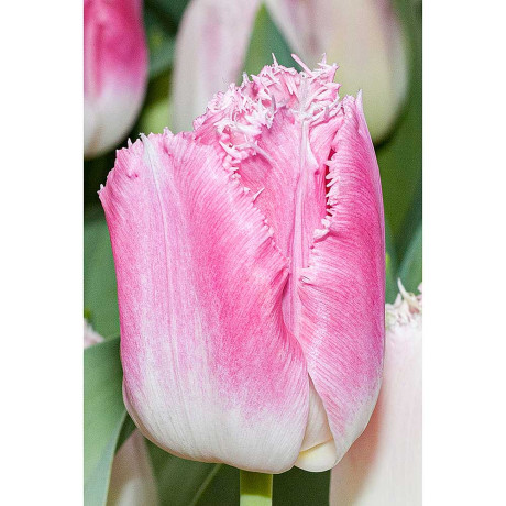 Тюльпан Фенси Фрилс 11/12 8 шт Садовита