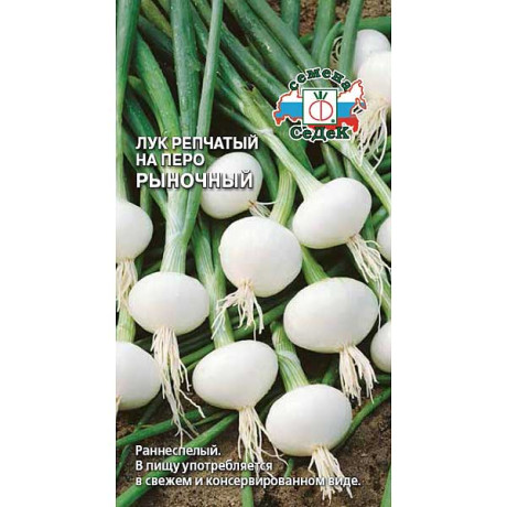 Лук Рыночный (на перо) Седек Ц