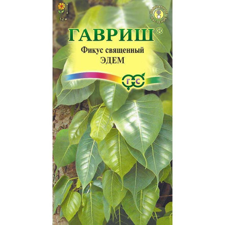 КОМ Фикус священный Эдем Гавриш Ц