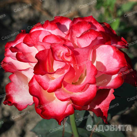 Роза чайно-гибридная Испанский Танцор Садовита