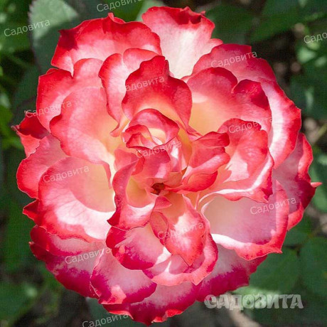 Роза чайно-гибридная Испанский Танцор Садовита