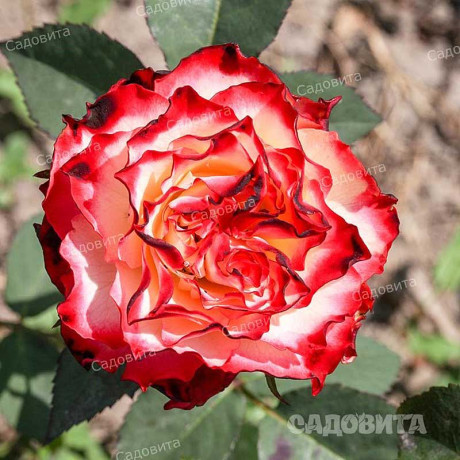 Роза чайно-гибридная Испанский Танцор Садовита