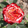 Роза чайно-гибридная Испанский Танцор Садовита
