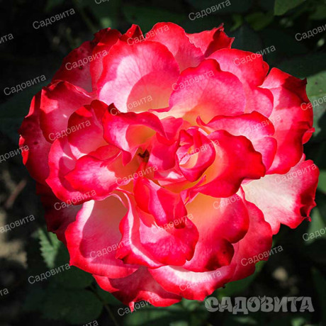 Роза чайно-гибридная Испанский Танцор Садовита