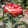 Роза чайно-гибридная Испанский Танцор Садовита
