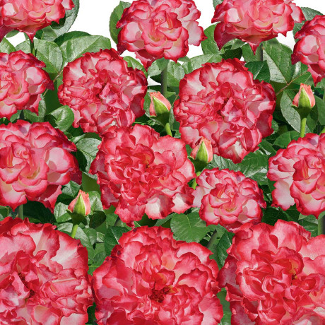 Роза чайно-гибридная Испанский Танцор Садовита