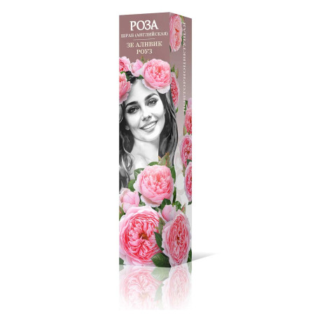 Роза шраб Зе Алнвик роуз (английская) Садовита