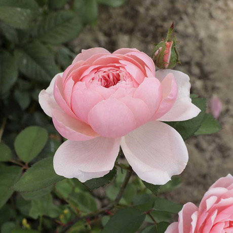 Роза шраб Зе Алнвик роуз (английская) Садовита