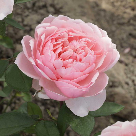 Роза шраб Зе Алнвик роуз (английская) Садовита