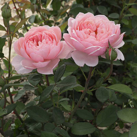 Роза шраб Зе Алнвик роуз (английская) Садовита