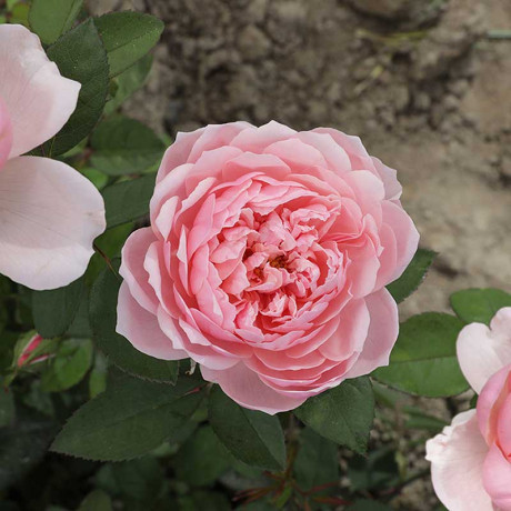 Роза шраб Зе Алнвик роуз (английская) Садовита