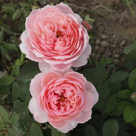 Роза шраб Зе Алнвик роуз (английская) Садовита