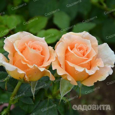 Роза плетистая Полька Садовита