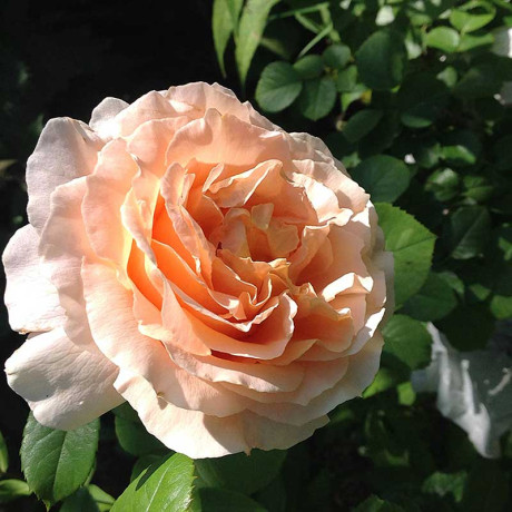 Роза плетистая Полька Садовита