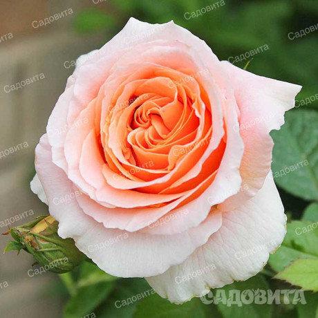 Роза плетистая Полька Садовита