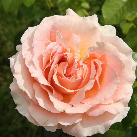 Роза плетистая Полька Садовита