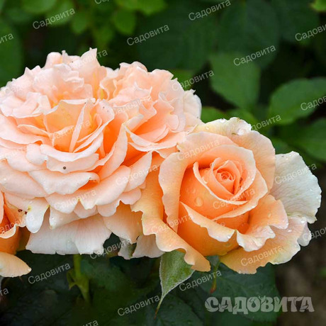 Роза плетистая Полька Садовита