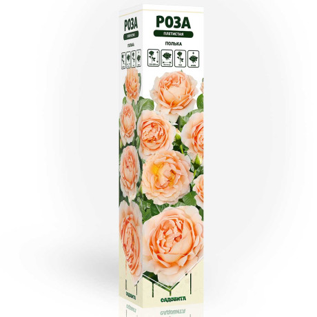 Роза плетистая Полька Садовита