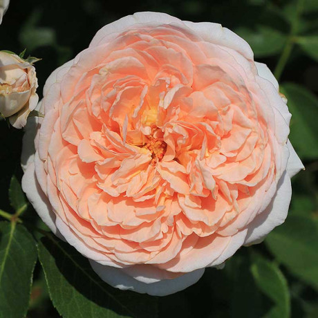 Роза плетистая Полька Садовита