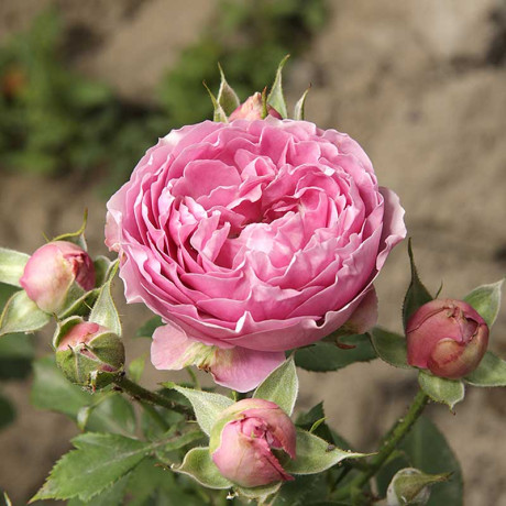 Роза спрей Мисти баблс Садовита