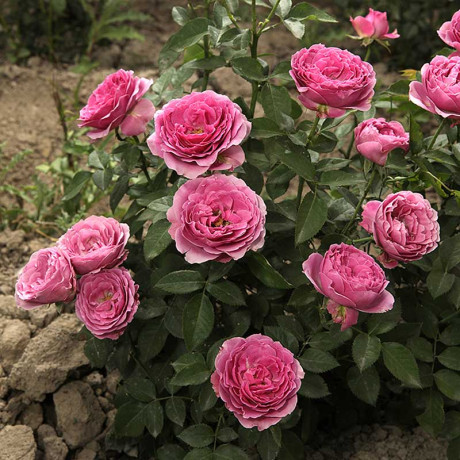 Роза спрей Мисти баблс Садовита