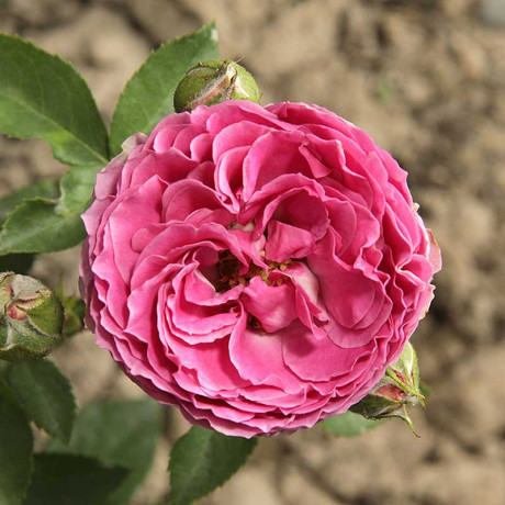 Роза спрей Мисти баблс Садовита