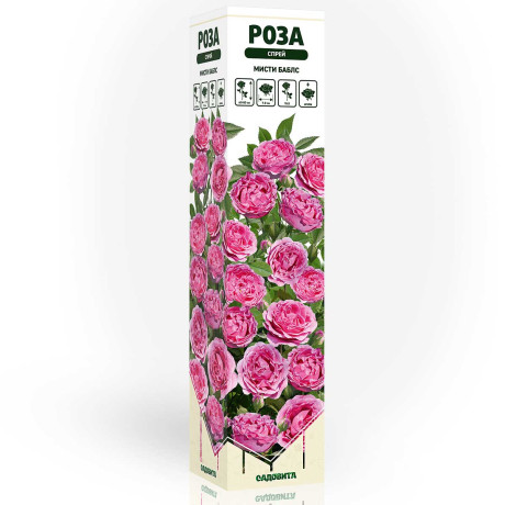 Роза спрей Мисти баблс Садовита
