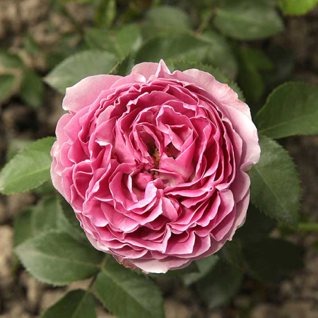 Роза спрей Мисти баблс Садовита