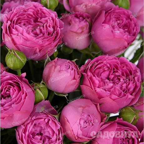 Роза спрей Мисти баблс Садовита