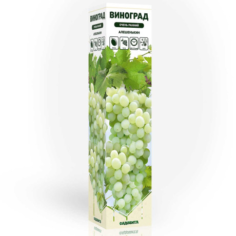 Виноград Алешенькин очень ранний Садовита