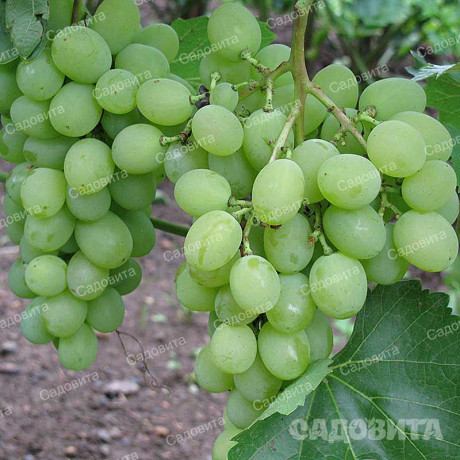 Виноград Алешенькин очень ранний Садовита