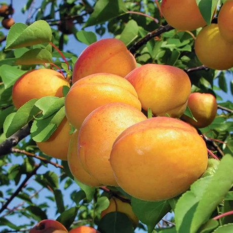 Абрикос Орловчанин Садовита